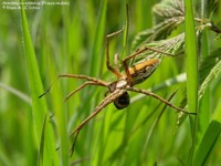 Almindelig rovedderkop (Pisaura mirabilis) Foto/billede af