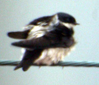 Asian House Martin Delichon dasypus