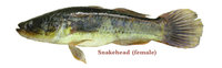 Snake-headed gudgeon