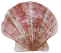 Annachlamys flabellata, Scallop, Fan Scallop