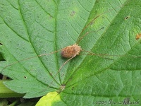 Rilaena triangularis