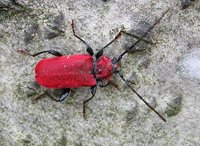 Pyrrhidium sanguineum