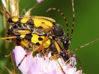 Leptura maculata