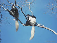 Black-and-white Colobus Monkeys (Colobus Abyssinicus) in Forest Canopy. Arusha