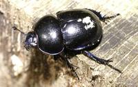 Anoplotrupes stercorosus