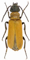 Zonitis immaculata