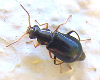 Ebaeus flavicornis