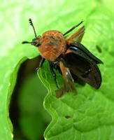 Oiceoptoma thoracicum - Red-breasted Carrion Beetle