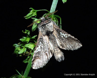 Diloba caeruleocephala - Figure of Eight