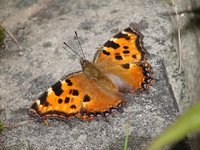 Nymphalis polychloros - Large Tortoiseshell