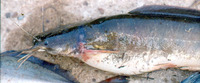 Clarias jaensis, :
