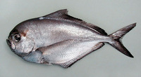 Brama brama, Atlantic pomfret: fisheries
