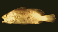 Bairdiella batabana, Blue croaker: fisheries, aquarium