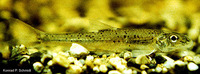 Macrhybopsis aestivalis, Speckled chub: