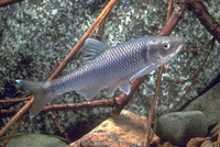 Cyprinella spiloptera, Spotfin shiner: