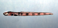 Lycenchelys verrillii, Wolf eelpout: