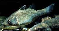 Morone chrysops, White bass: aquaculture, gamefish
