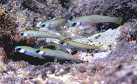 Ptereleotris zebra, Chinese zebra goby: aquarium