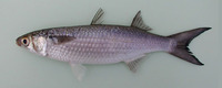 Mugil bananensis, Banana mullet: fisheries