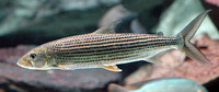 Hydrocynus brevis, Tiger-fish: fisheries