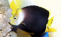 Chaetodontoplus melanosoma, Black-velvet angelfish: aquarium