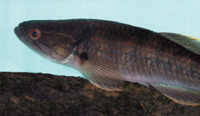 Ophieleotris aporos, Snakehead gudgeon: fisheries