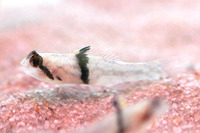 Redigobius balteatus, Rhinohorn goby: fisheries