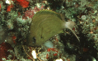 Chromis pembae, Pemba chromis: