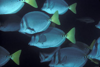 Prionurus laticlavius, Razor surgeonfish: aquarium
