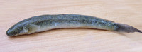 Apocryptes bato, : fisheries