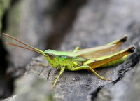 Euthystira brachyptera