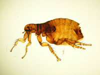 Ctenocephalides canis