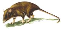 Image of: Monodelphis kunsi (pygmy short-tailed opossum)