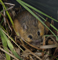 Image of: Napaeozapus insignis (woodland jumping mouse)