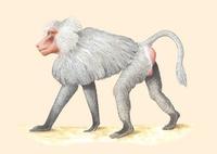 Image of: Papio hamadryas (hamadryas baboon)