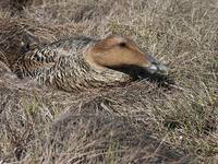 Aythya valisineria - Canvasback