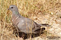 Columba oenas - Stock Dove