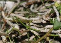 Image of: Bombyx mori (silk moth)