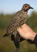 Colaptes auratus - Northern Flicker