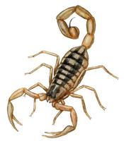 Image of: Centruroides vittatus (striped scorpion)
