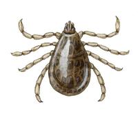 Image of: Dermacentor andersoni