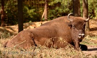 Bison bonasus - European Bison