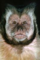 Cebus capucinus - White-faced Capuchin