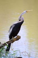 Image of: Anhinga melanogaster (darter)