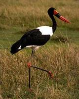 Image of: Ephippiorhynchus senegalensis (saddle-bill stork)