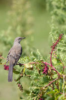 Image of: Mimus polyglottos (northern mockingbird)