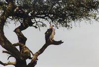 Image of: Polemaetus bellicosus (martial eagle)