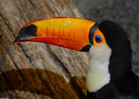 Image of: Ramphastos toco (Toco toucan)