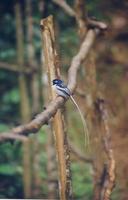 Image of: Terpsiphone mutata (Madagascar paradise-flycatcher)