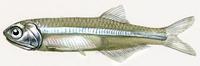 Image of: Anchoa mitchilli (bay anchovy)